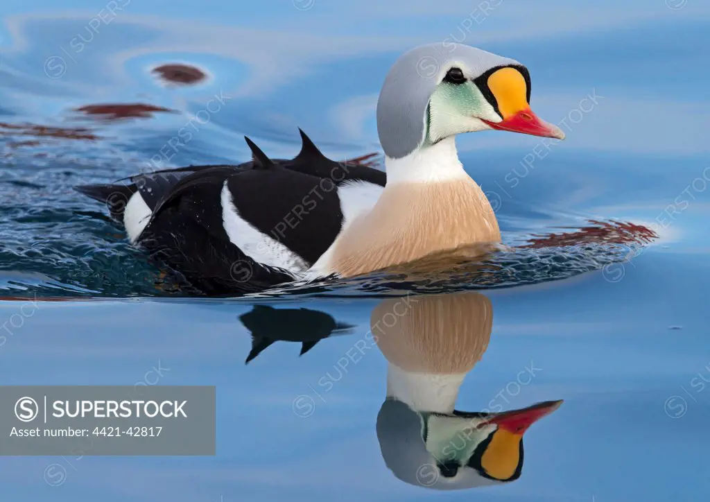 King Eider (Somateria spectabilis) adult male, breeding plumage, swimming at sea, Northern Norway, March