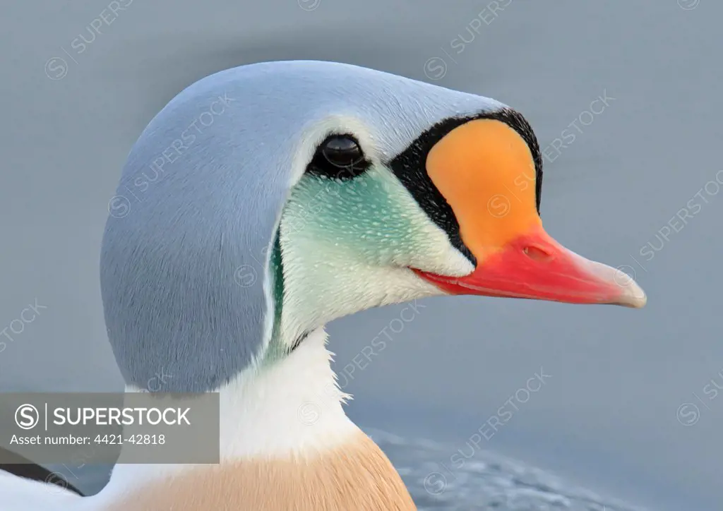 King Eider (Somateria spectabilis) adult male, breeding plumage, close-up of head, swimming at sea, Northern Norway, March
