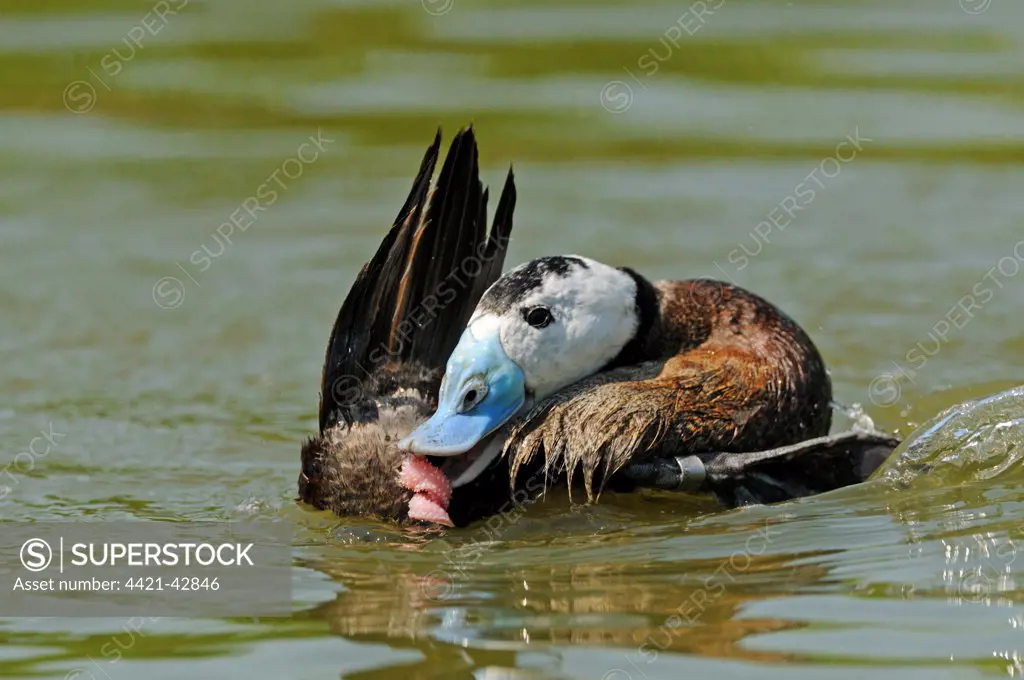 White-headed Duck (Oxyura leucocephala) adult male, biting extended penis after mating, on water (captive)