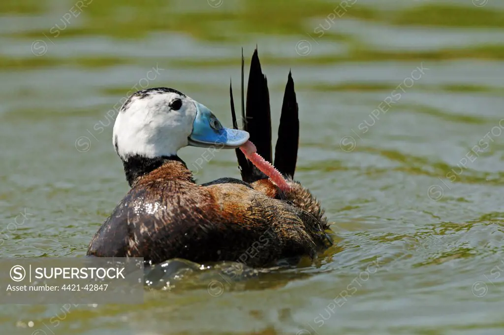 White-headed Duck (Oxyura leucocephala) adult male, biting extended penis after mating, on water (captive)