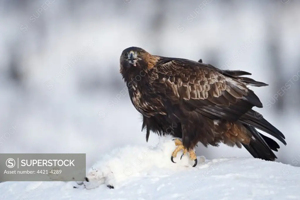 Golden Eagle (Aquila chrysaetos) adult, feeding on Mountain Hare (Lepus timidus) prey in snow, Norway, february