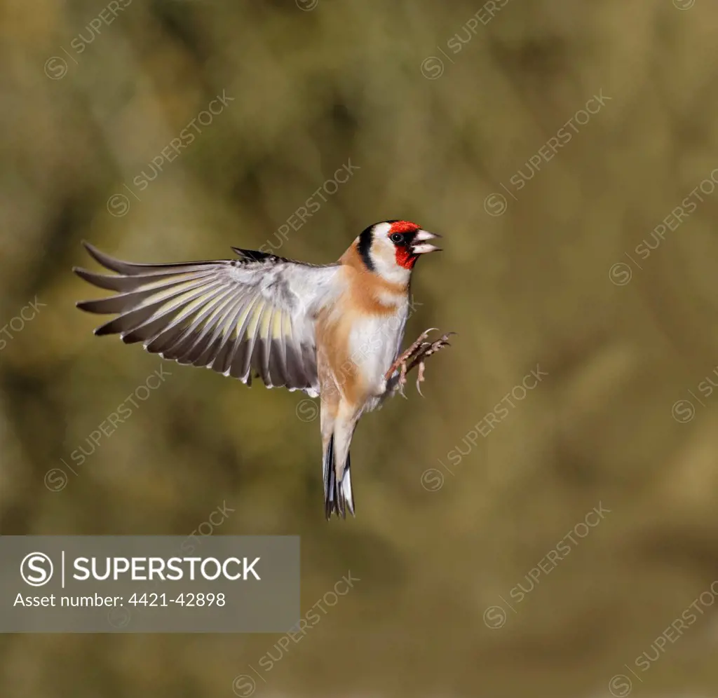 European Goldfinch (Carduelis carduelis) adult, in flight, Warwickshire, England, January