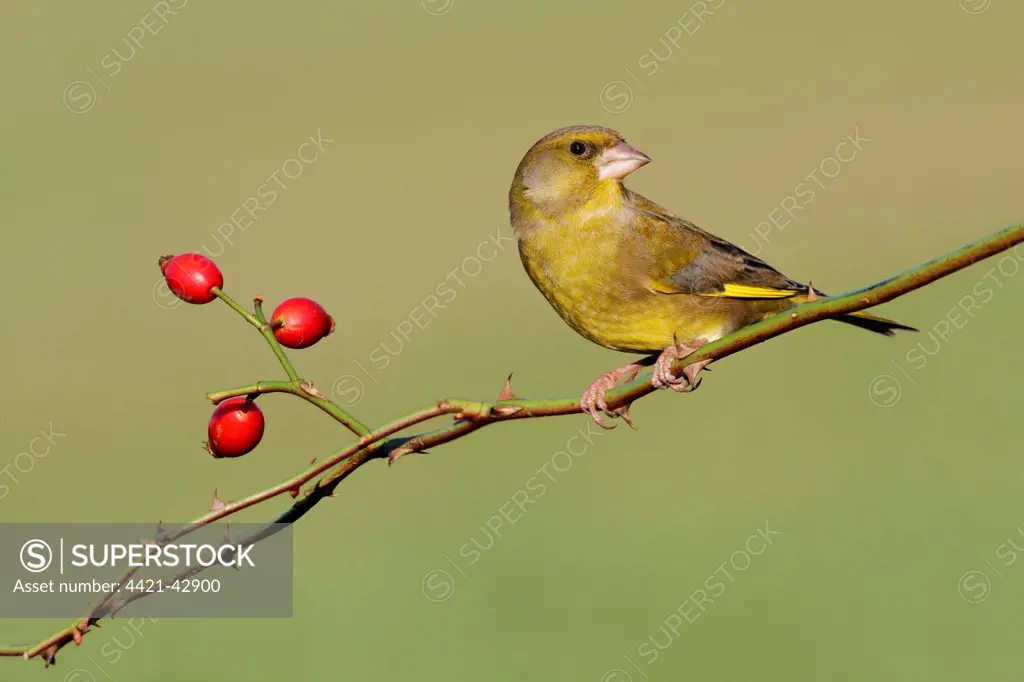 European Greenfinch (Carduelis chloris) adult male, perched on rose stem with rosehips, Leicestershire, England, January