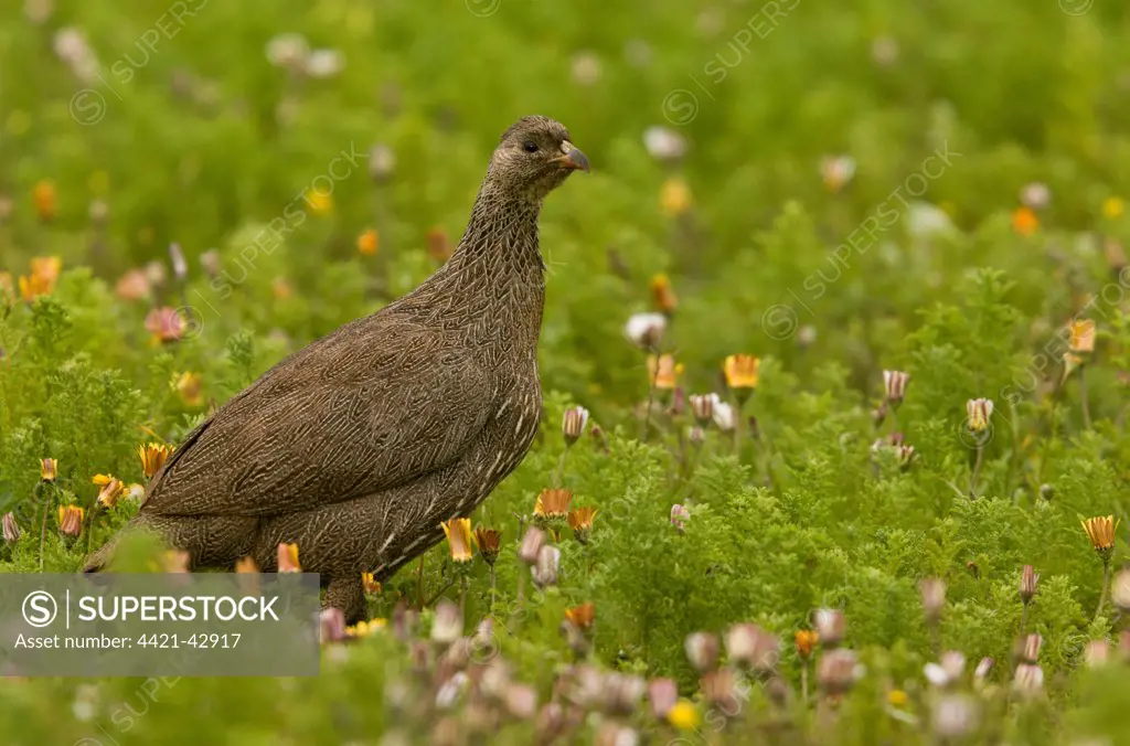 Cape Francolin (Pternistes capensis) adult, standing amongst wildflowers, Western Cape Province, South Africa, August