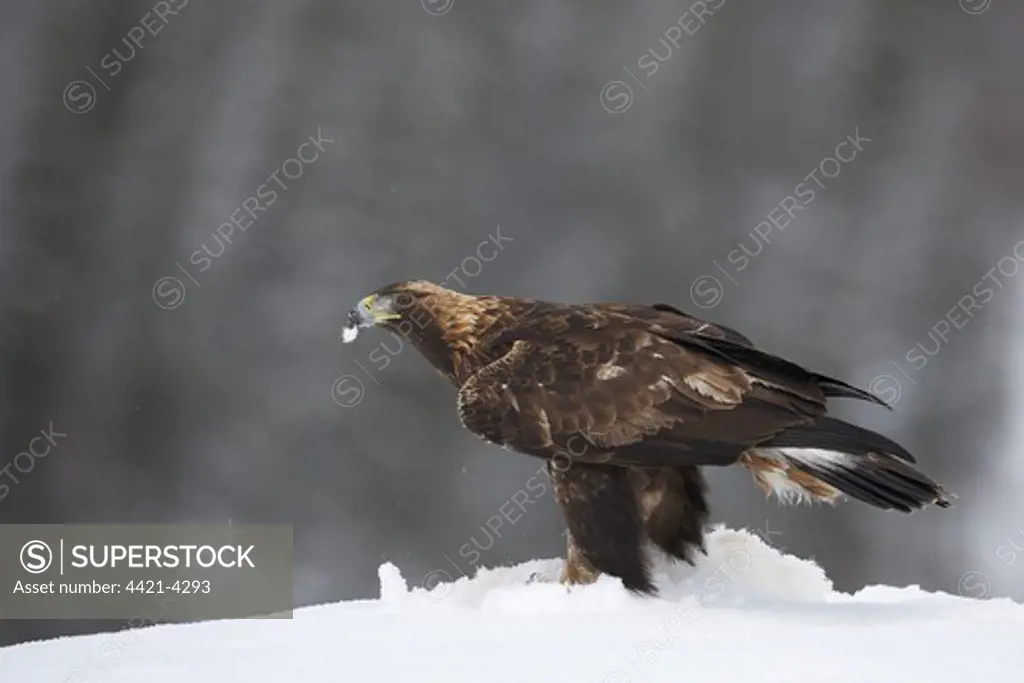 Golden Eagle (Aquila chrysaetos) juvenile, feeding on Mountain Hare (Lepus timidus) prey in snow, Norway, winter