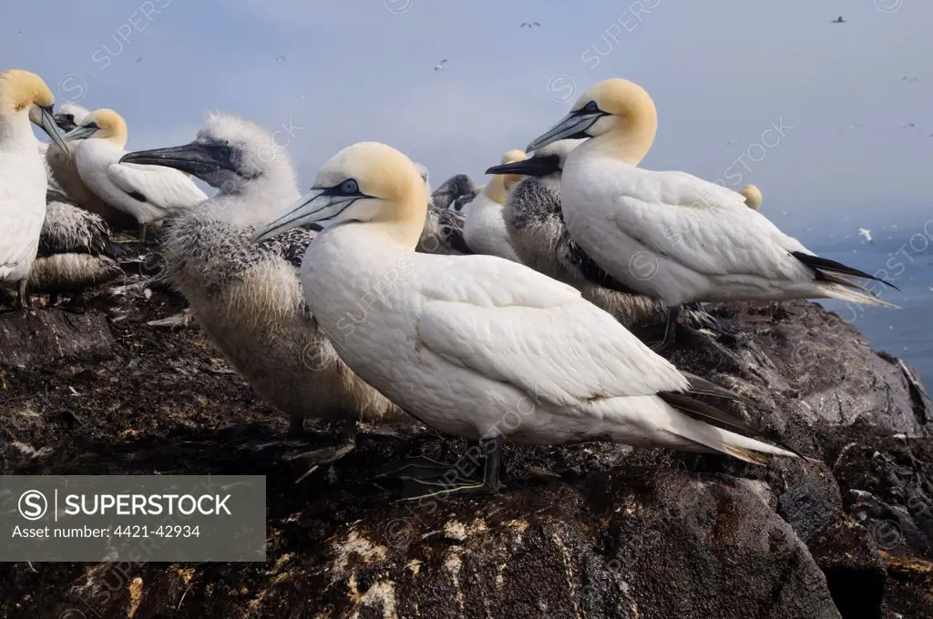 Northern Gannet (Morus bassanus) adults and chicks, nesting colony on volcanic plug island, Bass Rock, Firth of Forth, East Lothian, Scotland, August