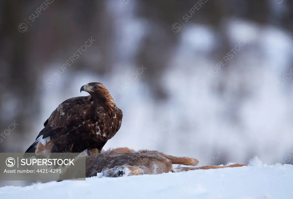 Golden Eagle (Aquila chrysaetos) juvenile, feeding, scavenging at Roe Deer (Capreolus capreolus) carcass in snow, Norway, winter