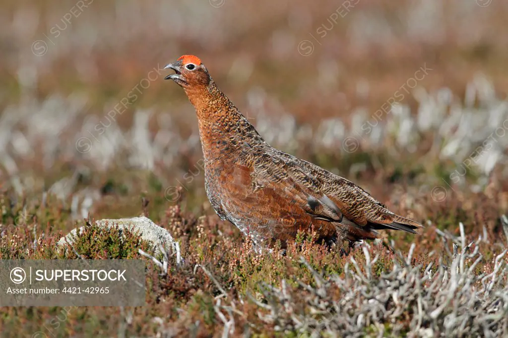 Red Grouse (Lagopus lagopus scoticus) adult male, calling, standing amongst heather on moorland, Yorkshire, England, October
