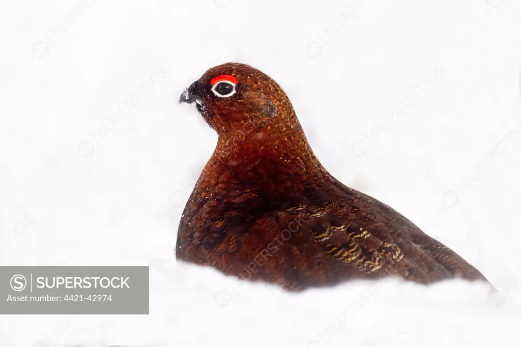 Red Grouse (Lagopus lagopus scoticus) adult male, standing in snow, Cairngorm N.P., Highlands, Scotland, February