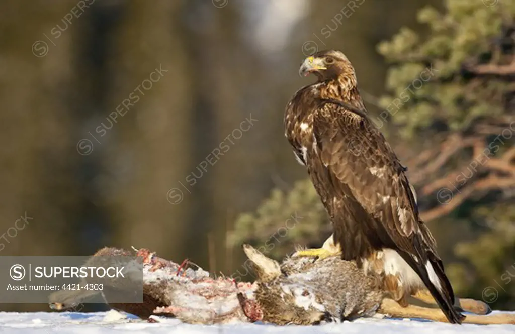 Golden Eagle (Aquila chrysaetos) adult, feeding, scavenging on Western Roe Deer (Capreolus capreolus) carcass in snow, Flatanger, Norway, february