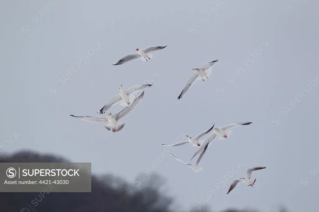 Black-headed Gull (Larus ridibundus) adult, winter plumage, in flight, being chased by other Black-Headed Gulls, Herring Gulls (Larus argentatus) and Common Gulls (Larus canus) trying to rob it of food, Suffolk, England, January