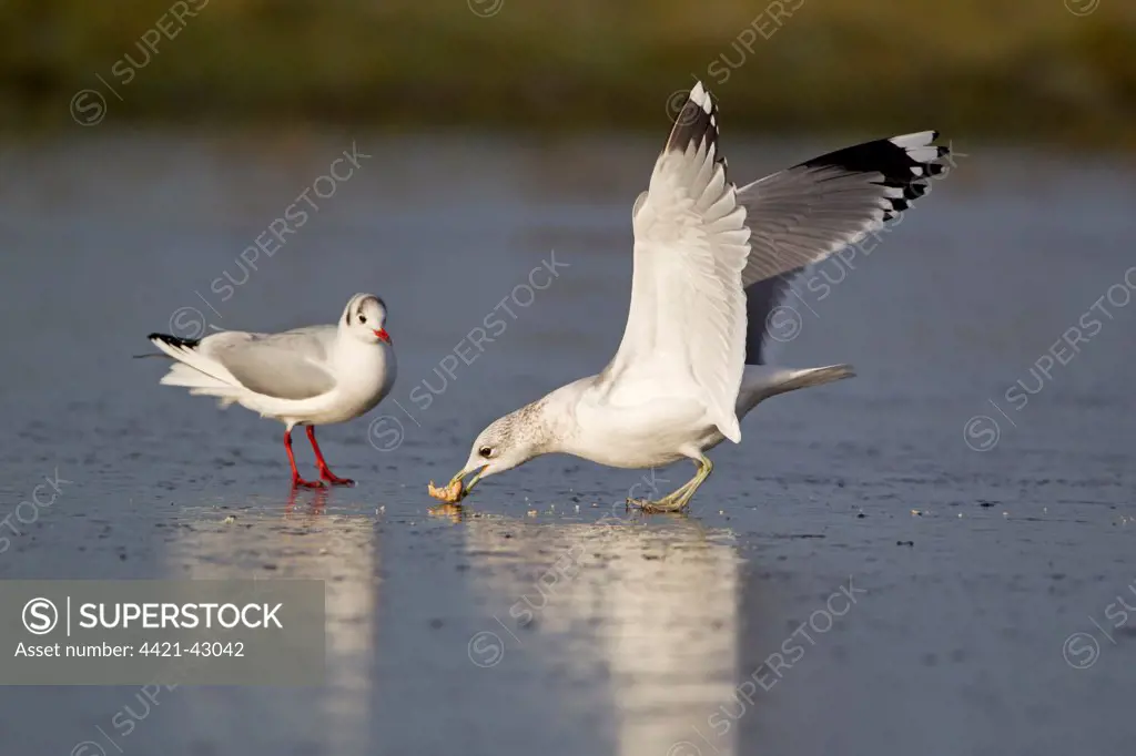 Common Gull (Larus canus) adult, winter plumage, feeding on bread, standing on ice of frozen pond, with Black-Headed Gull (Larus ridibundus) adult, winter plumage, watching, Suffolk, England, December