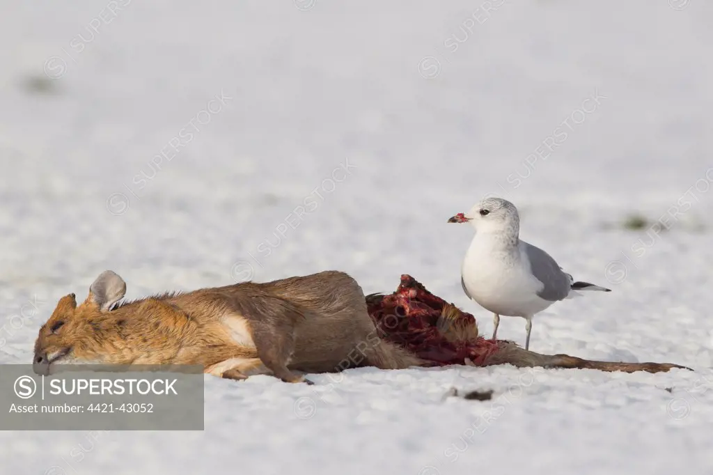 Common Gull (Larus canus) adult, winter plumage, feeding on dead Chinese Muntjac (Muntiacus reevesi) buck, on snow, Suffolk, England, January