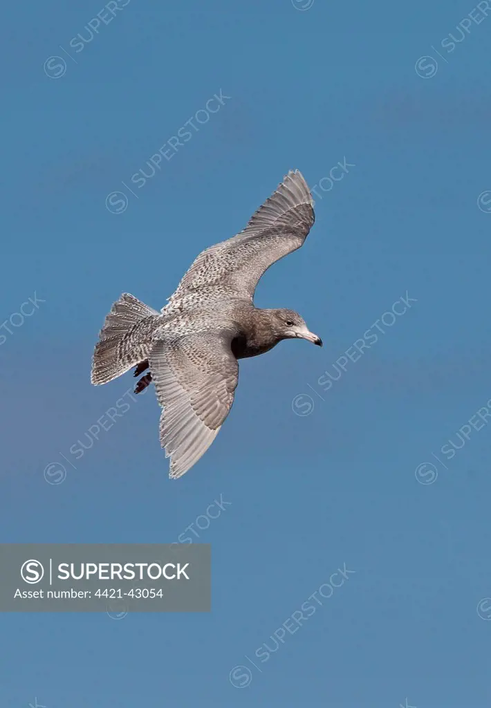 Glaucous Gull (Larus hyperboreus) immature, first winter plumage, in flight, Eccles-on-sea, Norfolk, England, March