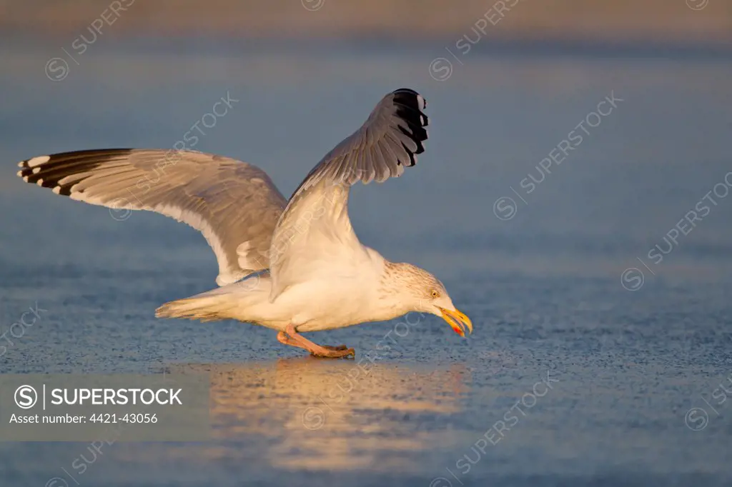 Herring Gull (Larus argentatus) adult, winter plumage, slipping on ice of frozen pond, Suffolk, England, January