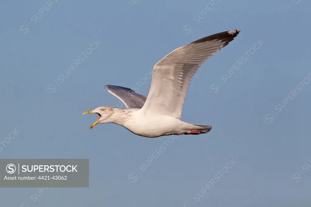 Herring Gull (Larus argentatus) adult, winter plumage, calling in flight, Suffolk, England, December