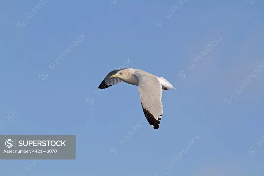 Ring-billed Gull (Larus delawarensis) adult, winter plumage, vagrant, in flight, Northern Ireland, February