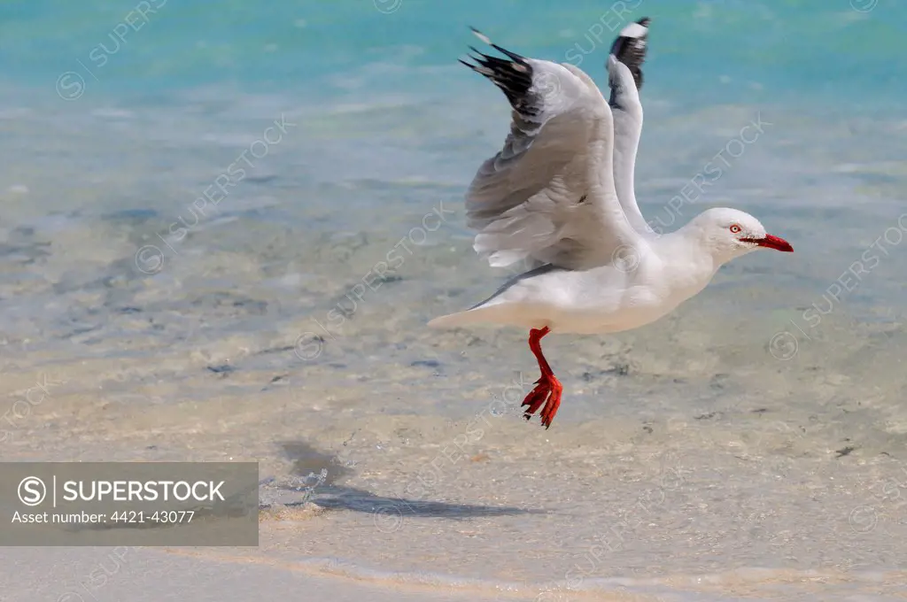 Silver Gull (Larus novaehollandiae) adult, in flight, taking off from shore, Queensland, Australia, November