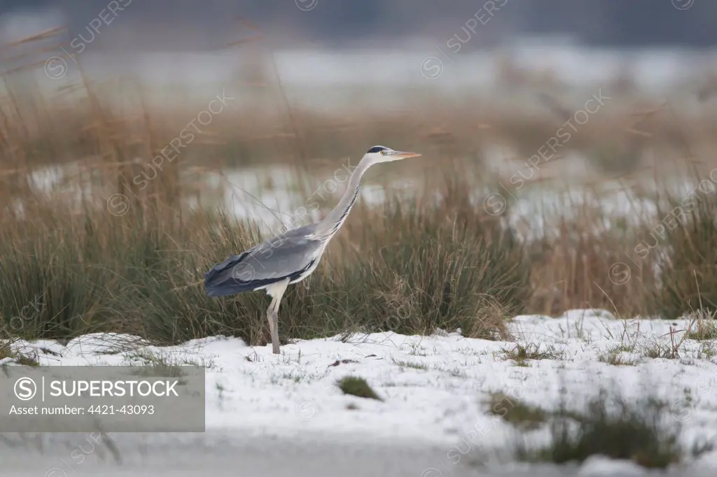 Grey Heron (Ardea cinerea) adult, standing on snow covered marshland, Suffolk, England, January