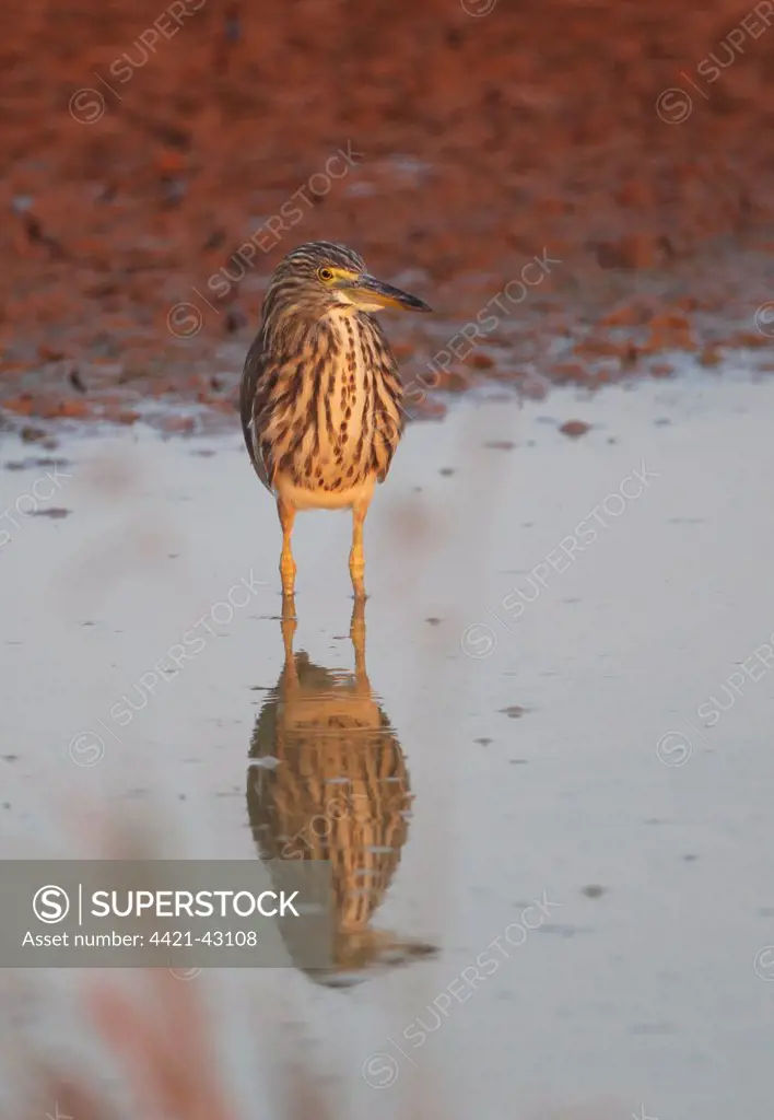 Chinese Pond-heron (Ardeola bacchus) adult, non-breeding plumage, standing in shallow water, Ang Trapaeng Thmor, Cambodia, January
