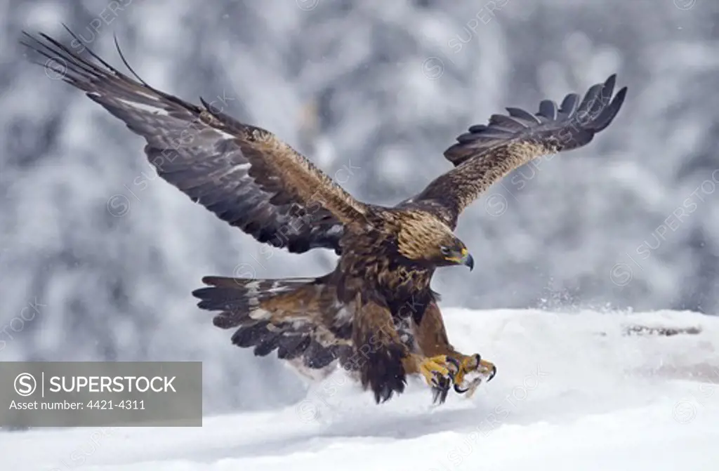 Golden Eagle (Aquila chrysaetos) adult, in flight, landing on snow, Finland, february