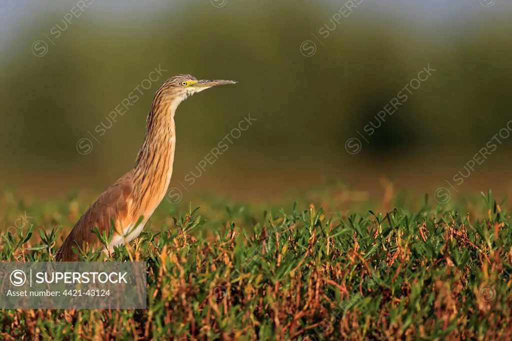 Squacco Heron (Ardeola ralloides) immature / adult, winter plumage, standing amongst vegetation, Gambia, January