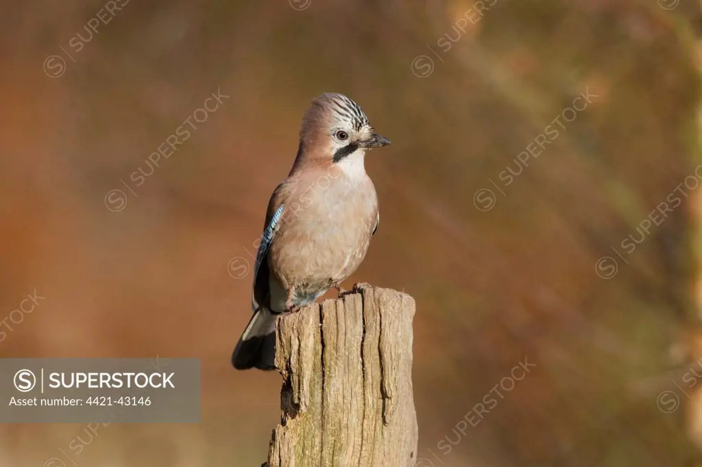 Eurasian Jay (Garrulus glandarius) adult, perched on fencepost, Warwickshire, England, January
