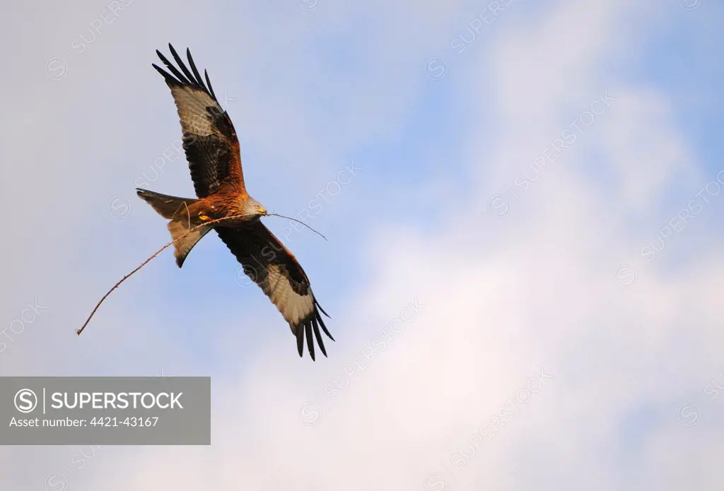 Red Kite (Milvus milvus) adult, in flight, with nesting material in beak, Oxfordshire, England, March