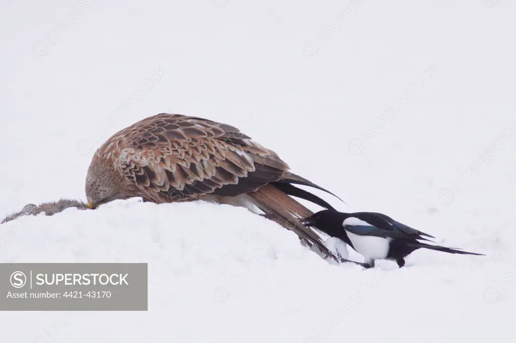 Red Kite (Milvus milvus) immature, feeding on dead rabbit, with Common Magpie (Pica pica) attempting to steal rabbit through tail, in heavy snow on farmland, West Yorkshire, England, January