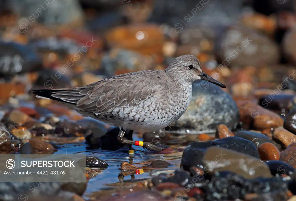 Knot (Calidris canutus) adult, winter plumage, with metal and coloured rings on legs, standing in stony pool on beach, Eccles-on-sea, Norfolk, England, March