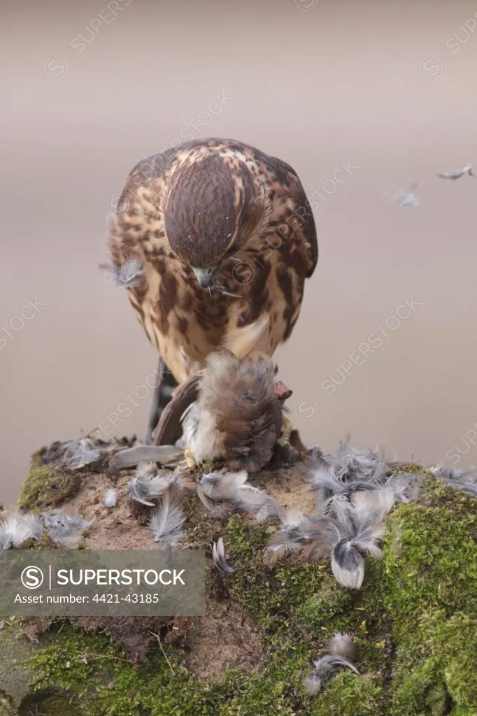 Merlin (Falco columbarius) immature male, first year plumage, plucking and feeding on House Sparrow (Passer domesticus) prey, North Yorkshire, England, February (captive)