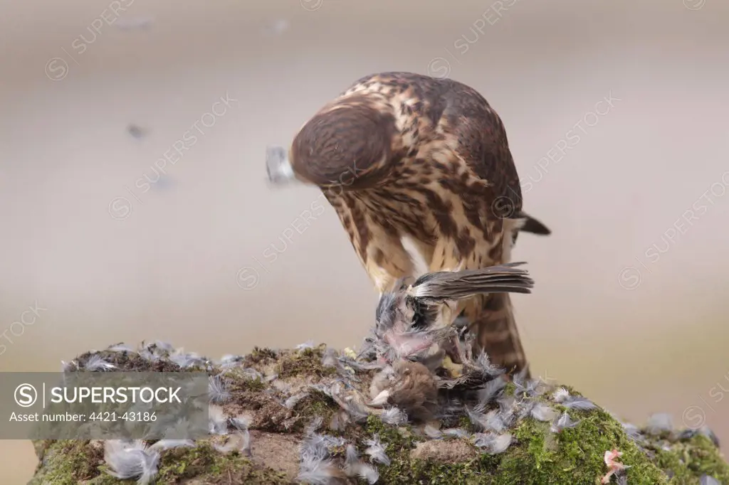 Merlin (Falco columbarius) immature male, first year plumage, plucking and feeding on House Sparrow (Passer domesticus) prey, North Yorkshire, England, February (captive)
