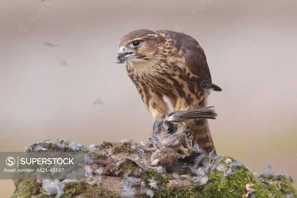 Merlin (Falco columbarius) immature male, first year plumage, plucking and feeding on House Sparrow (Passer domesticus) prey, North Yorkshire, England, February (captive)