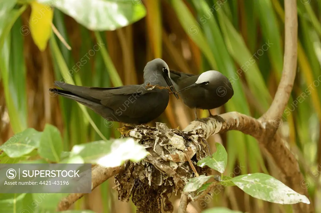 Black Noddy (Anous minutus) adult pair, exchanging nesting material at nest on branch, Queensland, Australia, November