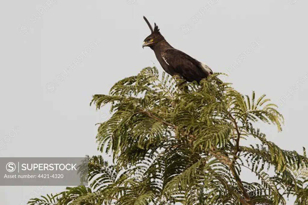 Long-crested Eagle (Lophaetus occipitalis) adult, perched in tree, Gambia, january