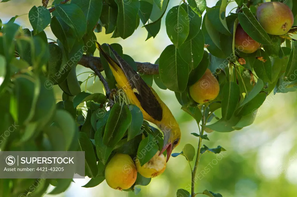 Golden Oriole (Oriolus oriolus) adult female, feeding on pears, Andalucia, Spain, July