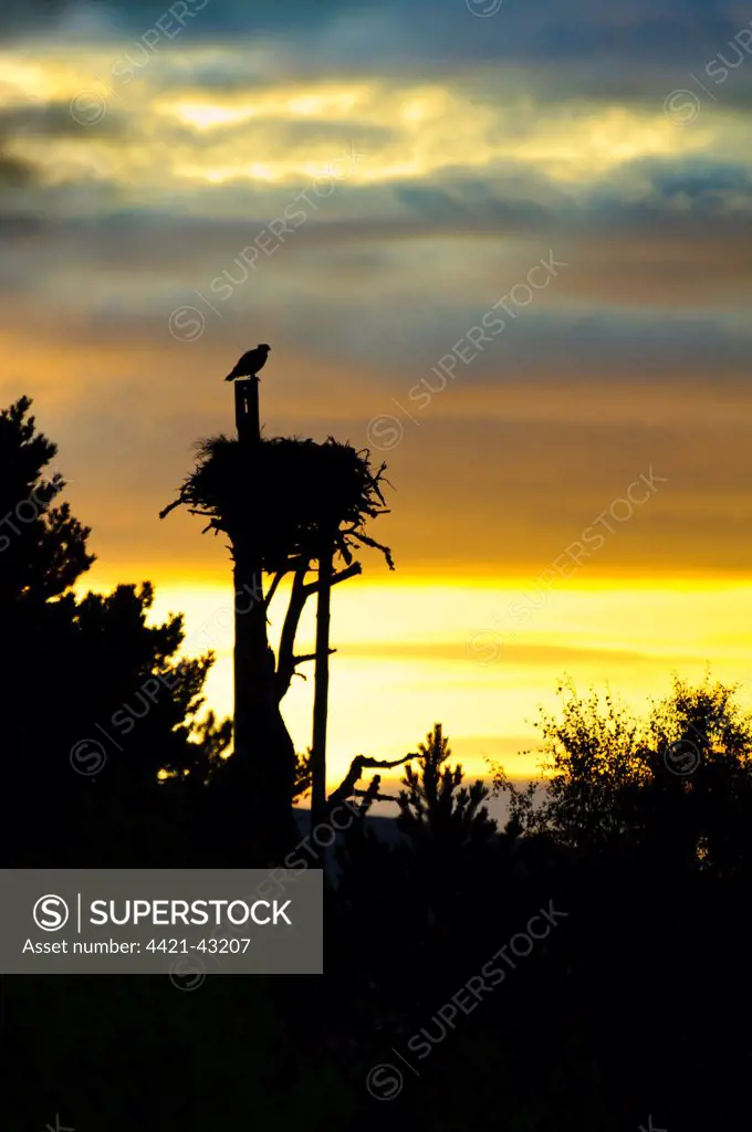 Osprey (Pandion haliaetus) juvenile, fitted with radio tracking device, perched above nest, in silhouette at sunrise, Loch Garten RSPB Reserve, Abernethy Forest, Cairngorms N.P., Inverness-shire, Highlands, Scotland, August