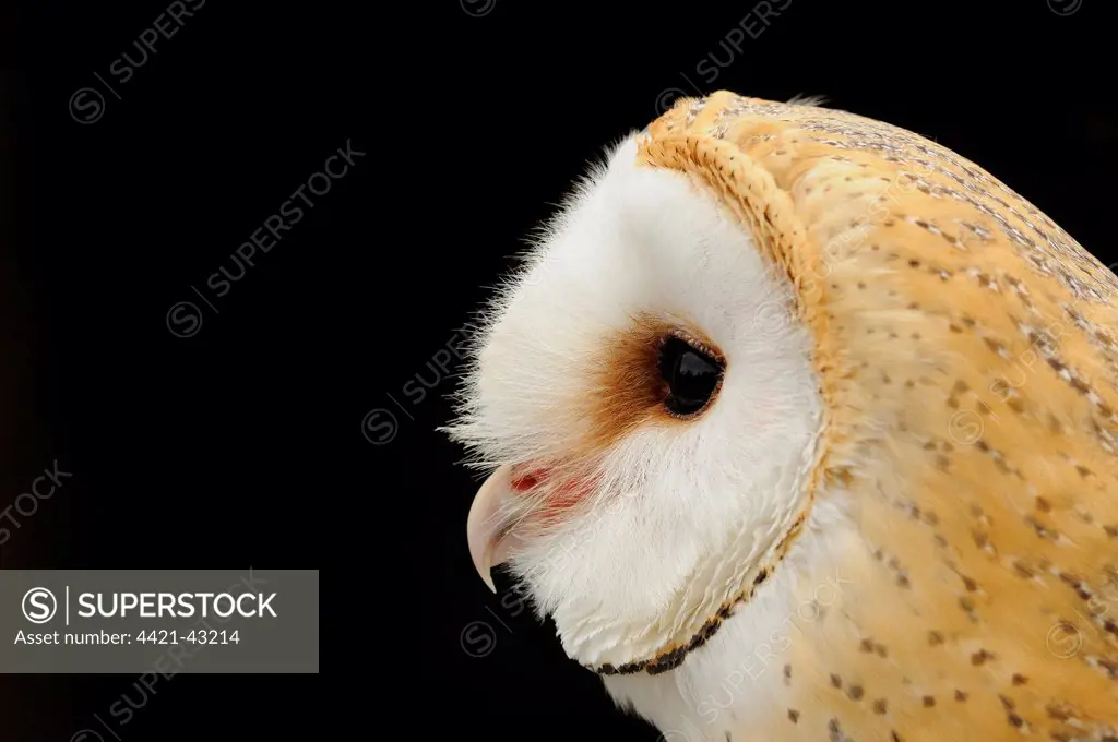 Barn Owl (Tyto alba) adult, close-up of head (captive)