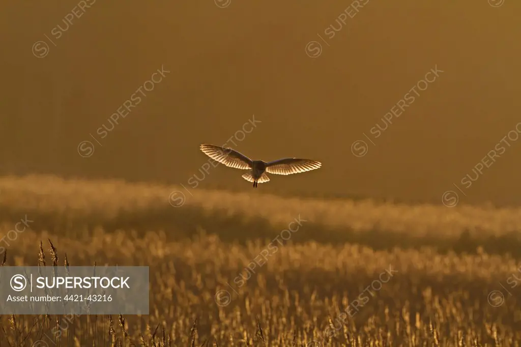 Barn Owl (Tyto alba) adult, in flight, backlit, hunting over reedbed habitat at dusk, Norfolk, England, February