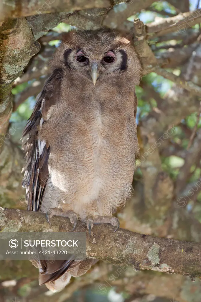 Verreaux's Eagle-owl (Bubo lacteus) adult, perched on branch, Serengeti N.P., Tanzania, December