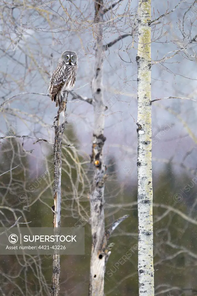Great Grey Owl (Strix nebulosa) adult, perched on snag during snowfall, Finnish Lapland, Finland, April
