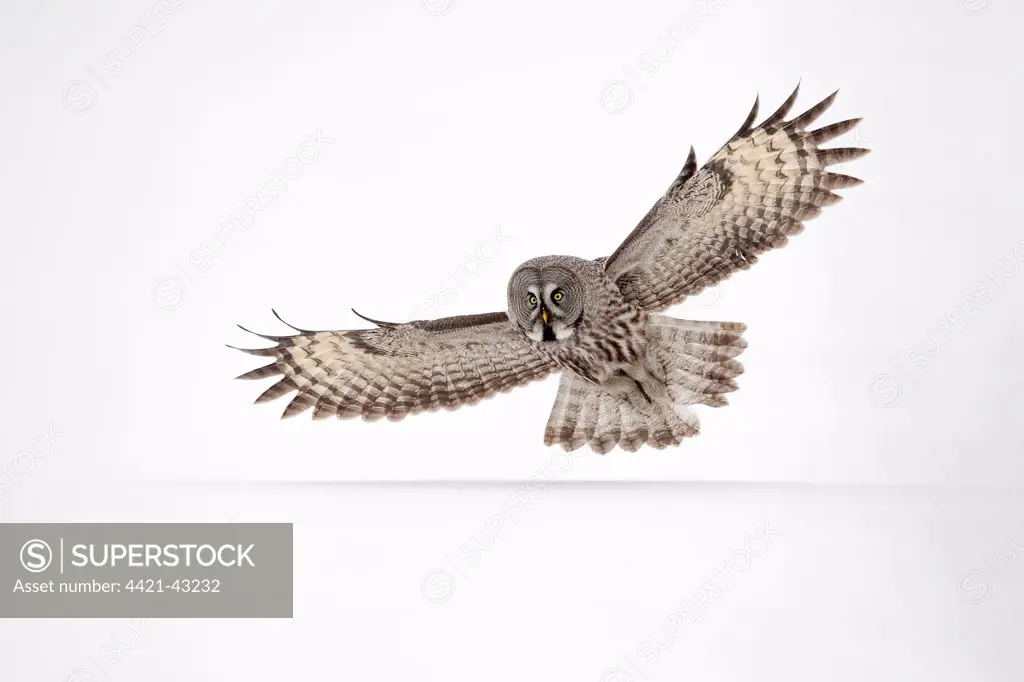Great Grey Owl (Strix nebulosa) adult female, in flight, hunting over snow covered open field, Finnish Lapland, Finland, April