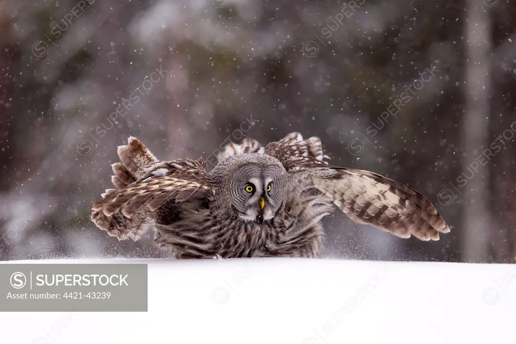 Great Grey Owl (Strix nebulosa) adult female, landing on snow during snowfall, Finnish Lapland, Finland, April