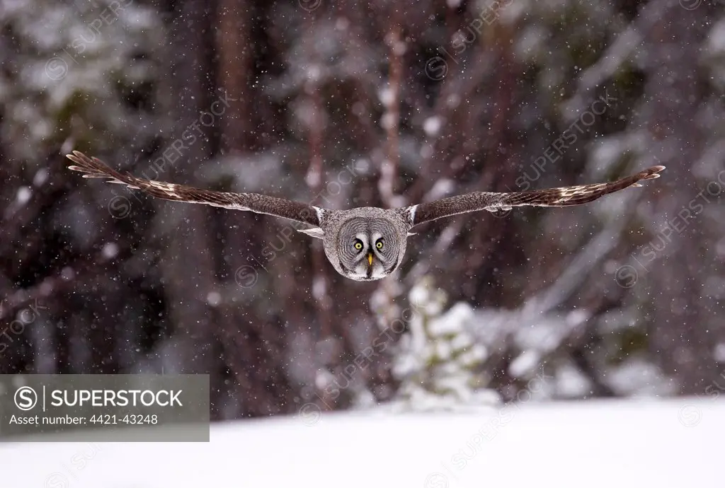 Great Grey Owl (Strix nebulosa) adult female, in flight, hunting over snow during snowfall, Finnish Lapland, Finland, April