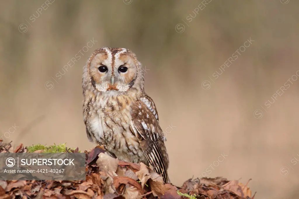 Tawny Owl (Strix aluco) adult male, standing amongst fallen beech leaves on woodland floor, North Yorkshire, England, February (captive)