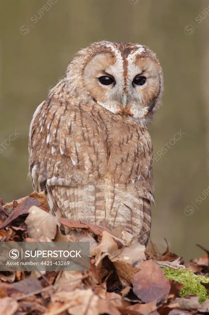 Tawny Owl (Strix aluco) adult male, looking over shoulder, standing amongst fallen beech leaves on woodland floor, North Yorkshire, England, February (captive)