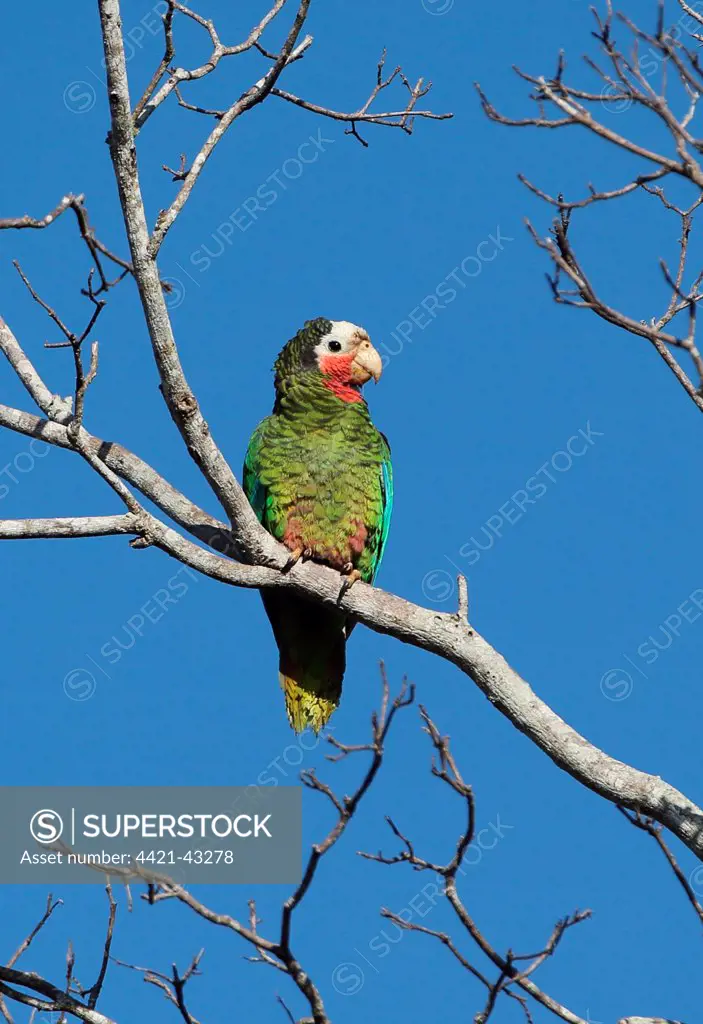 Cuban Parrot (Amazona leucocephala leucocephala) adult, perched on bare branch, La Belen, Camaguey Province, Cuba, March