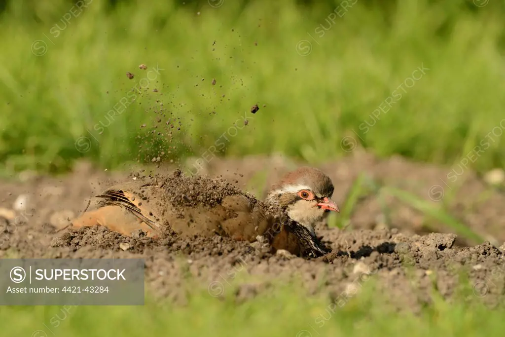 Red-legged Partridge (Alectoris rufa) adult, dustbathing, Oxfordshire, England, September