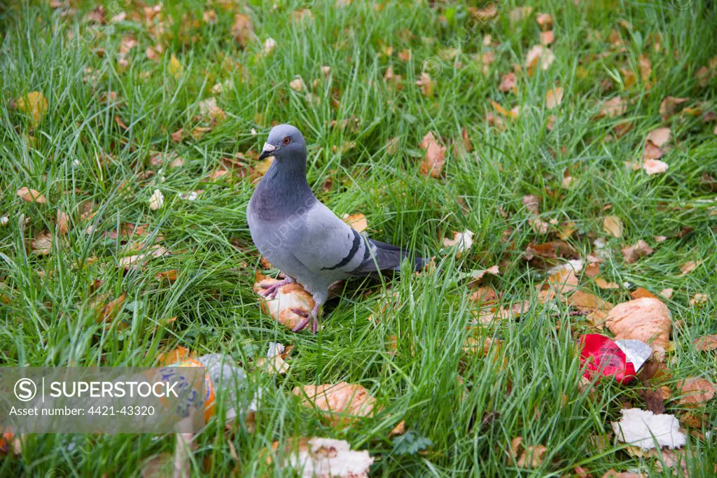 Feral Pigeon (Columba livia) adult, feeding on croissant, Manchester City Centre, Greater Manchester, England, November