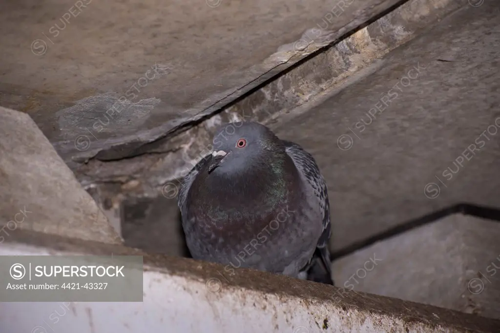 Feral Pigeon (Columba livia) adult, roosting under bridge, Regent's Canal, Islington, Inner London, England, March